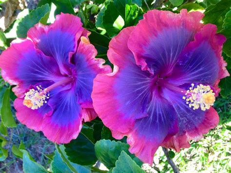 Purple Pashmina | Hibiscus plant, Flower seeds, Growing hibiscus