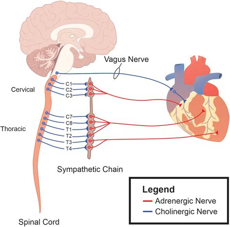 Autonomic Nervous System Precision Regulation - cruiseimage