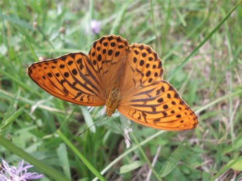 Butterfly in the grass stock photo. Image of insect, field - 97371006