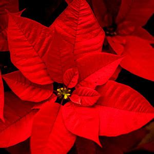 Poinsettia Meaning: Spiritual Symbolism of the Incredible Christmas Flower