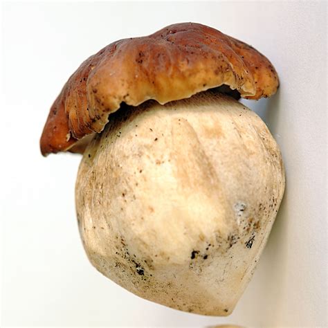 Adelaide Hills Porcini - Mushroom Man