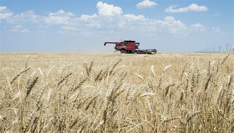 Winter wheat harvest begins on Montana's Hi-Line - Missoula Current