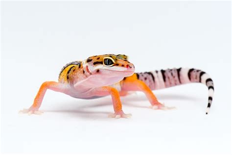 Leopard Gecko Breeding & Info » Petsoid