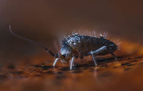 Little Black Bugs In Bathroom That Jump | Psoriasisguru.com