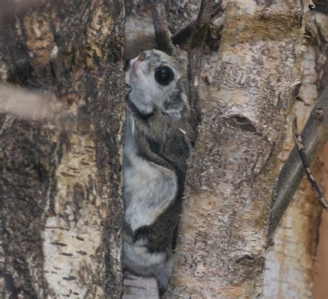 ZOOTOGRAFIANDO (6.096 ANIMALS): ARDILLA VOLADORA SIBERIANA / SIBERIAN FLYING SQUIRREL (Pteromys ...