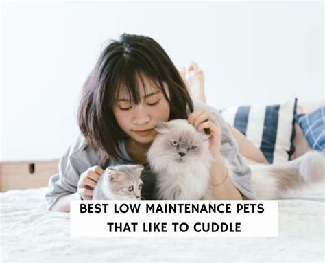 10 Best Low-Maintenance Pets that Like to Cuddle! (2024) - We Love Doodles