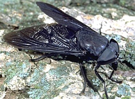 What Just Bit Me? Biting Flies Explained | WKMS