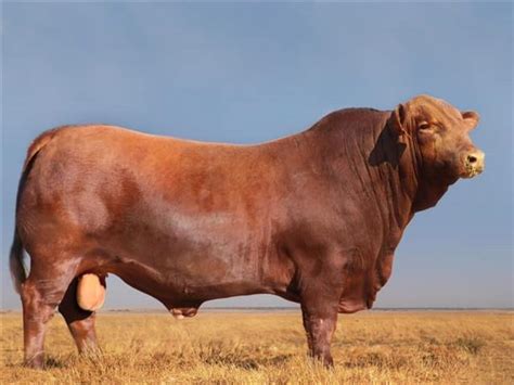 Quality Brangus cattle offered on national auction | OFM