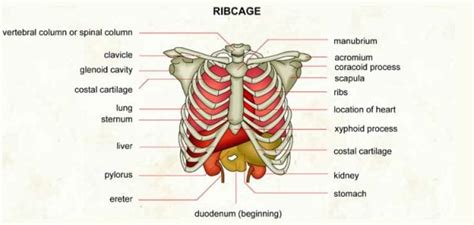 14 Causes Of Pain Under Right Rib Cage