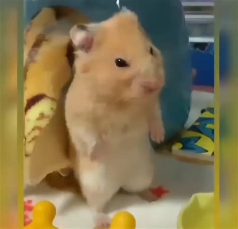 Hamster Lalilalo Meme - Video Meme