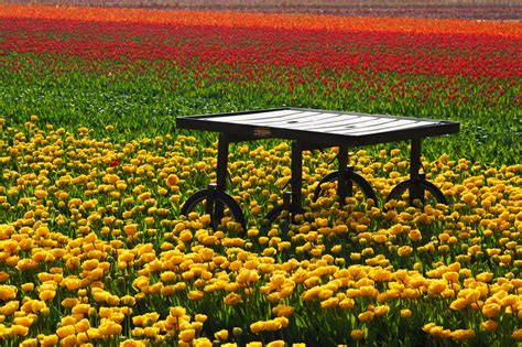 Table In Tulip Field Free Stock Photo - Public Domain Pictures