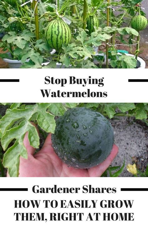 Stop buying watermelons. Expert gardener shares how to grow them in a ...