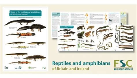 FSC Fold-Out ID Chart - Reptiles and Amphibians Identification Chart