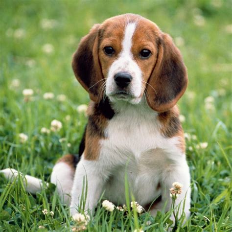 Beagle-Harrier puppy - Pet Paw