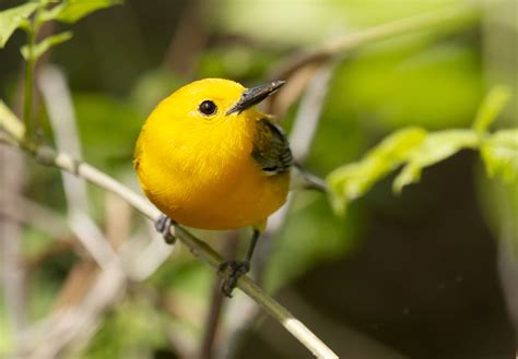 Prothonotary Warbler | Great Bird Pics