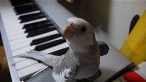 A Musical Cockatiel Whistles a Beautiful Tune Alongside His Piano ...