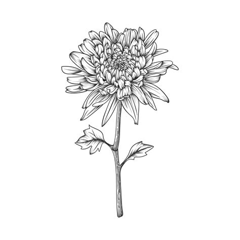 Hand drawn chrysanthemum flower and leaves drawing illustration isolated on white background ...