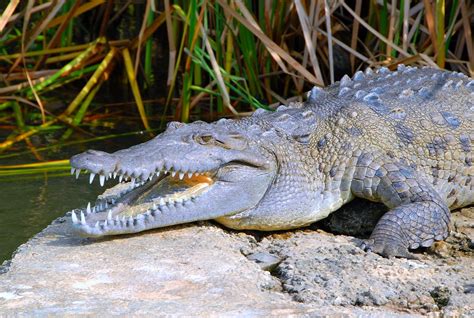 Jamaican Crocodile | At Black River, Jamaica | Azhari M | Flickr