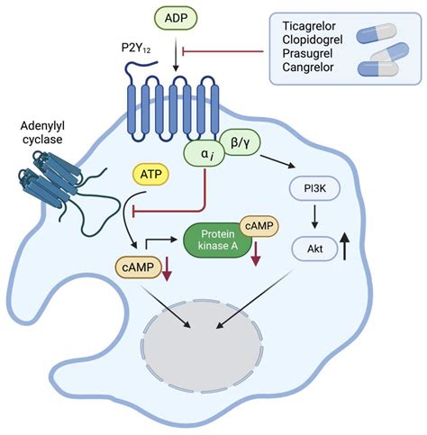 IJMS | Free Full-Text | The Signaling Pathway of the ADP Receptor P2Y12 in the Immune System ...