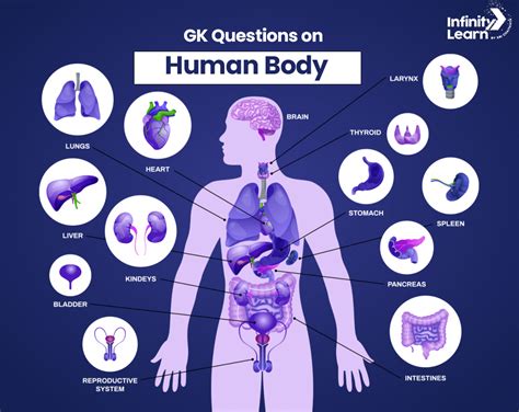 GK Questions on Human Body With Answer