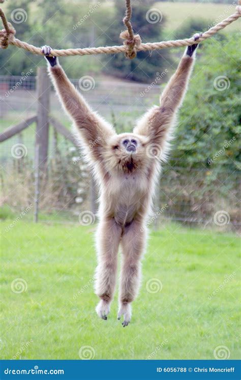 White Handed Gibbon Swinging Stock Photo - Image of animals, portraits ...