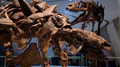 Zuul the destroyer of shins, the Royal Ontario Museum's latest dinosaur - The Globe and Mail