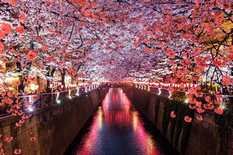 Tokyo cancels two major cherry blossom festivals this year due to Covid-19 coronavirus