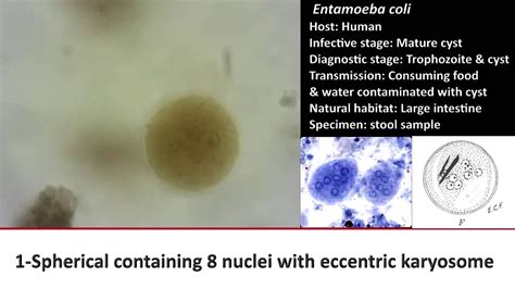 3- Pratical Parasitology - Entamoeba Coli - Cyst Stage - YouTube
