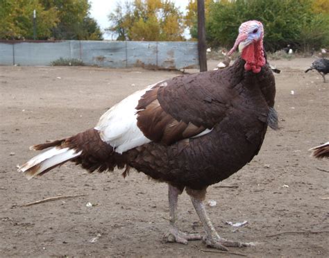 Bourbon Red Turkey - The Livestock Conservancy