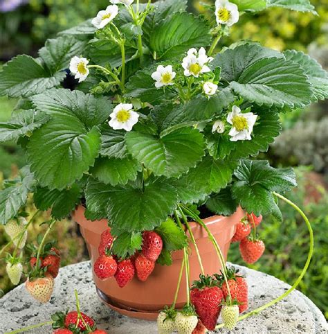 Best Fruits To Grow In Pots | Fruits For Containers | Balcony Garden Web