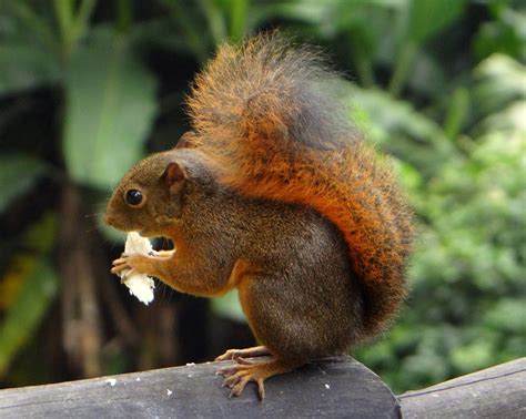 Ardita [Red-tailed Squirrel] (Sciurus granatensis griseoge… | Flickr