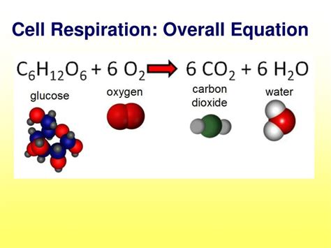 Cellular Respiration Equation