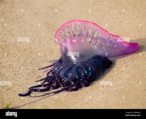 A Beached Portuguese Man O' War Jellyfish Stock Photo - Alamy