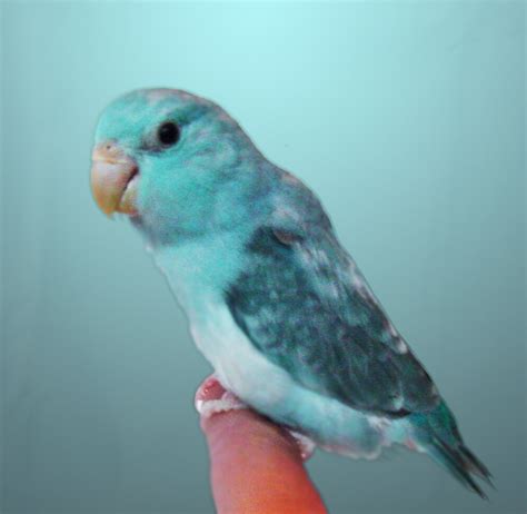 Parrotlet Babies: New Handfed Baby Parrotlets Available!