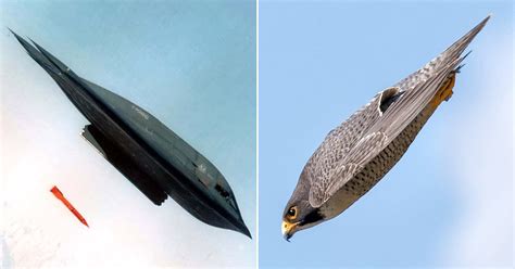 Peregrine Falcon’s Stealthy Dive Mirrors B-2 Bomber in Stunning Photo - Hasan Jasim