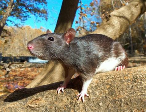 Now That's A Rat Of A Different Color : Fancy Rat Varieties | PetHelpful