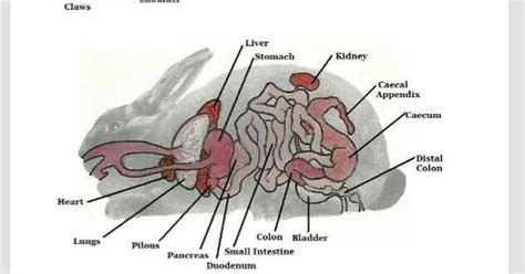 Anatomy of a rabbit... their backs are very fragile | Silly BunBuns... | Pinterest | Anatomy ...