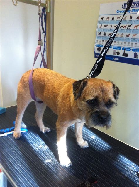 Another lovely border terrier groomed today Lilly was hand striped ! | Border terrier, Dog ...