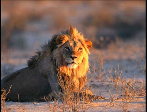 Lion Laying Down in the Grass