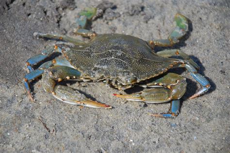 Blue crabs more tolerant of low oxygen than previously thought | William & Mary