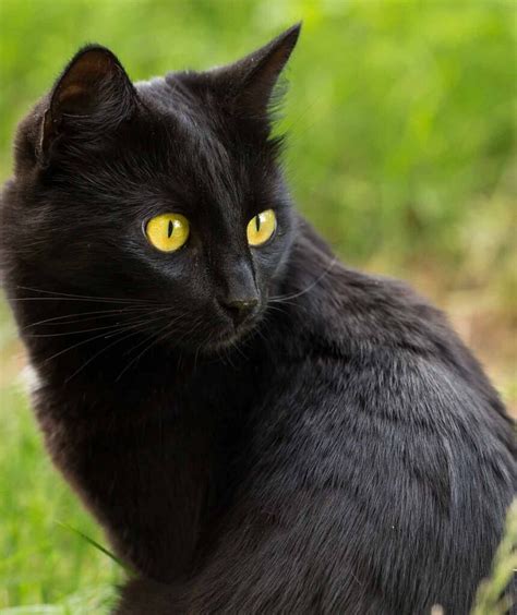 ¿Por qué los colores de los ojos de los gatos son diferentes? - El ...