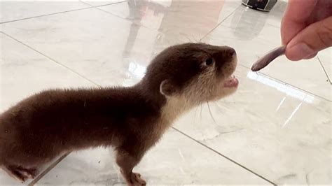 What a crazy sound! baby otter eating fish for first time - YouTube