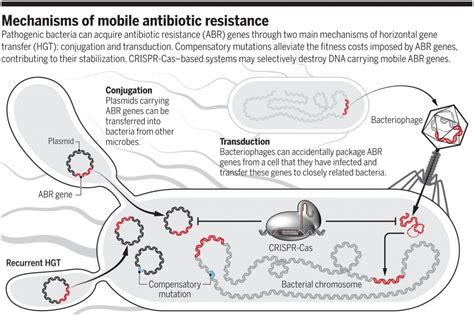 The evolution of antibiotic resistance - Biocidium Biopharmaceuticals Inc.