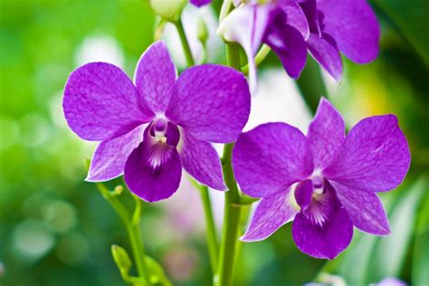 purple orchid - Plantscapers