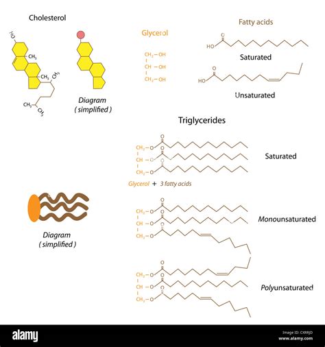 Structure of cholesterol and triglycerides Stock Photo - Alamy