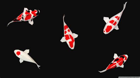 Download Fish Koi Fish Animal Koi HD Wallpaper