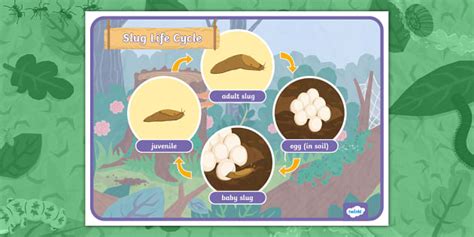 Life Cycle of a Slug Poster | Twinkl Originals | EYFS