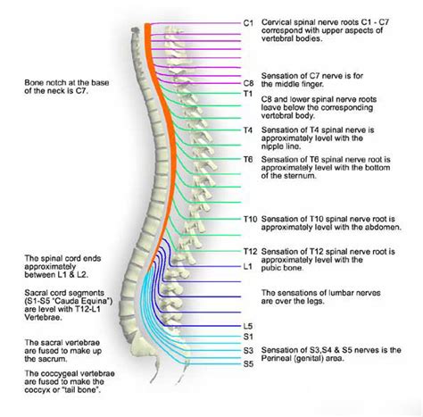 Spinal trauma – Anatomy - Oxford Medical Education