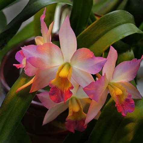 Cattleya Appleblossom, orchid - From my wife`s orchid collection in her greenhouse in our garden ...