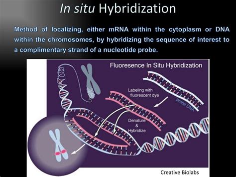 PPT - In Situ Hybridization PowerPoint Presentation, free download - ID:1988074